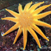 Morning Sun Star - Photo (c) Neil McDaniel, some rights reserved (CC BY-NC), uploaded by Neil McDaniel