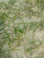 Cymodoceaceae