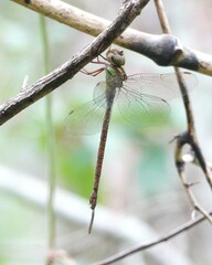 Triacanthagyna trifida