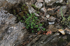 Sedum