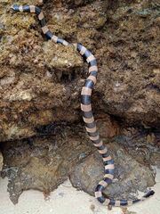 Laticauda saintgironsi