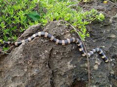 Laticauda saintgironsi