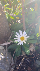 Leucanthemum maximum