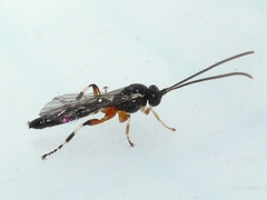 Itoplectis conquisitor