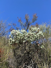 Arctostaphylos
