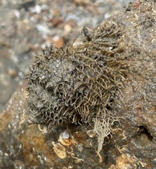 Monoplex wiegmanni