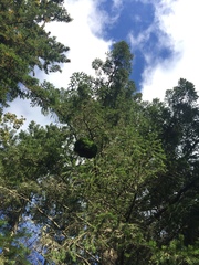 Arceuthobium douglasii