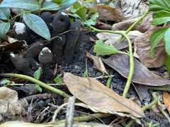 Xylaria