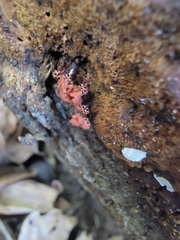 Metatrichia vesparium