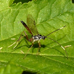 Ischnus inquisitorius