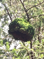 Arceuthobium douglasii