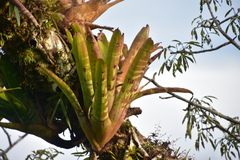 Aechmea chantinii