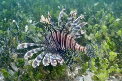 Pterois volitans