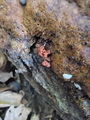 Metatrichia vesparium