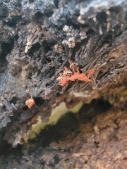 Metatrichia vesparium