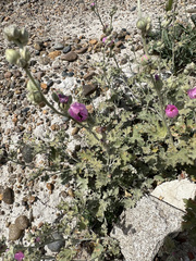 Sphaeralcea mendocina