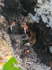 Metatrichia vesparium