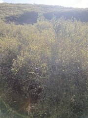 Ceanothus thyrsiflorus