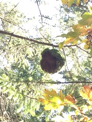 Arceuthobium douglasii