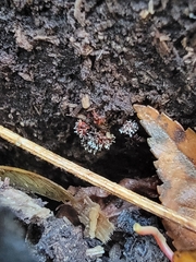 Metatrichia vesparium