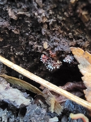 Metatrichia vesparium