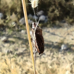 Hymenarcys nervosa