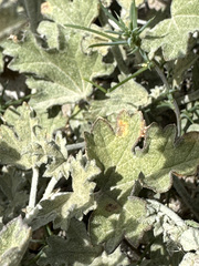Sphaeralcea mendocina