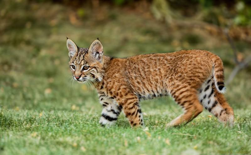 Bobcat (Lynx rufus) · iNaturalist