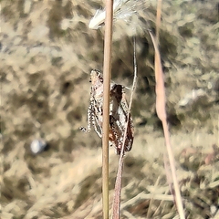 Hymenarcys nervosa