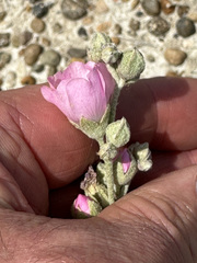 Sphaeralcea mendocina