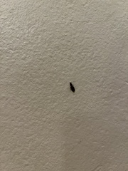 Plodia interpunctella