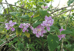 Lantana fucata
