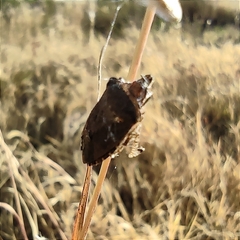 Hymenarcys nervosa