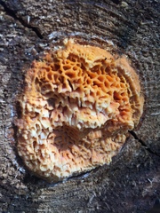 Pycnoporellus alboluteus