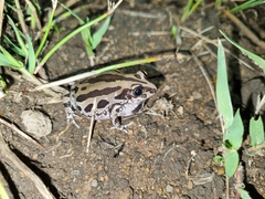 Kassina senegalensis