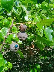 Tectocoris diophthalmus