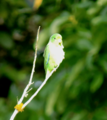 Forpus xanthopterygius