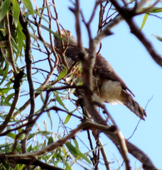 Rupornis magnirostris