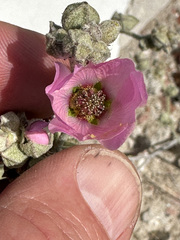 Sphaeralcea mendocina