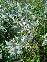Atriplex jubata