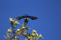 Macrocneme chrysitis