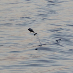 Stenella coeruleoalba