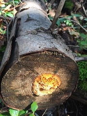 Pycnoporellus alboluteus