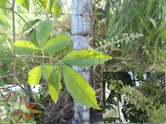 Sapindaceae