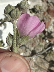 Sphaeralcea mendocina