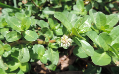 Alternanthera philoxeroides