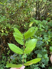 Lonicera involucrata