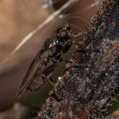 Limosininae