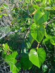 Convolvulaceae