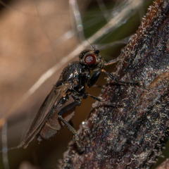 Limosininae